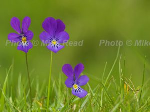 Mountain pansy Viola lutea on a grassy bank, Strathdearn, Upper Findhorn Valley, Highland Region, Scotland, UK, June 2005
