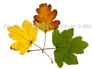 Field maple Acer campestre individual leaves of yellow, brown and green, on lightbox Ringwood Hampshire England UK October 2015