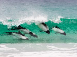 Commerson's dolphin Cephalorhynchus commersonii surfing the waves, Saunders Island, Falkland Islands