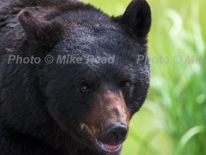 American black bear Ursus americanus male crossing The Grand Loop Road near Tower Junction The Grand Loop Road Yellowstone National Park Wyoming USA June 2015