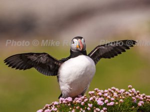 Atlantic puffin Fratercula arctica adult wing stretching amongst Thrift Armeria maritima island of Lunga Treshnish Isles Inner Hebrides Argyll and Bute Scotland UK