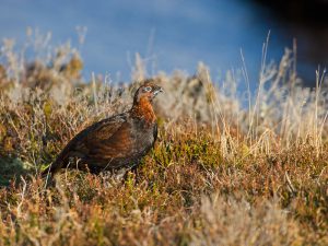 Red grouse Lagopus lagopus scoticus male amongst heather moorland near Lochindorb Highland Region Scotland UK