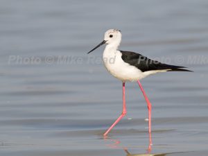 Black-winged stilt Himantopus himantopus adult in a salt lagoon Kiskunsag National Park near Tiszaalpar Hungary June 2017
