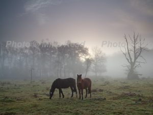 New Forest ponies in mist on grassland beside Brinken Wood Warwickslade Bottom New Forest National Park Hampshire England UK