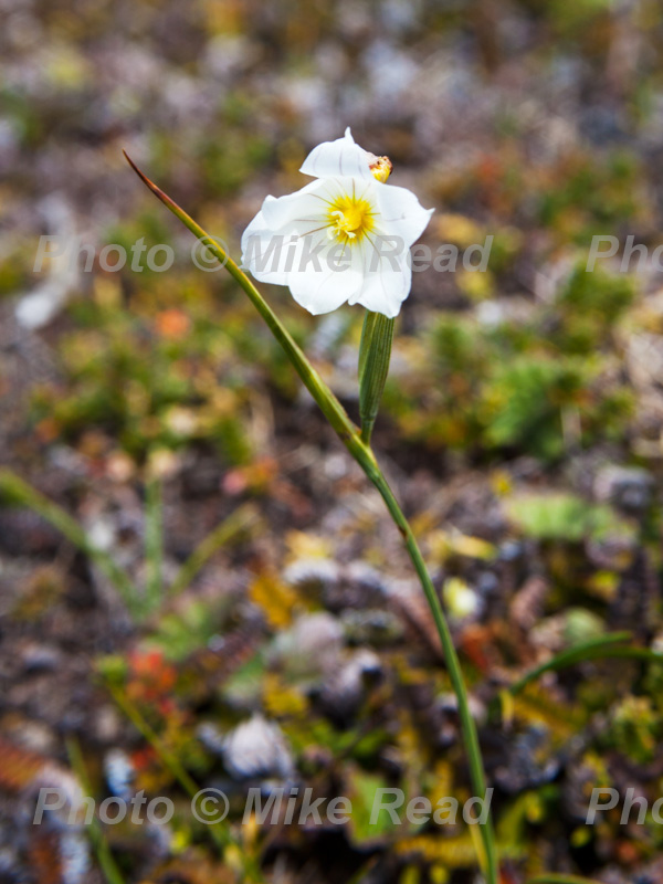 Pale maiden Olsynium filifolium national flower of the Falklands, Saunders Island, Falkland Islands, UK