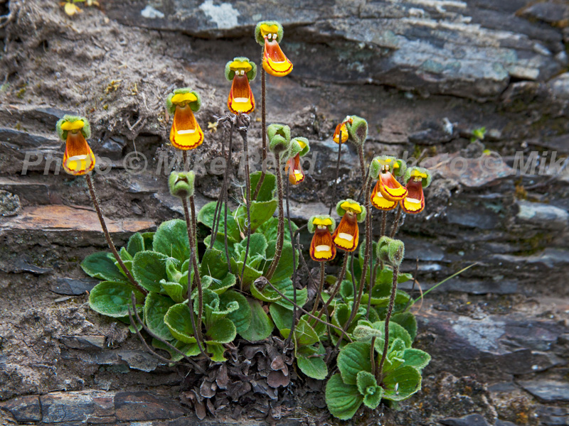 Lady's slipper Calcoelaria fothergillii growing in rock crevice Saunders Island Falkland Islands