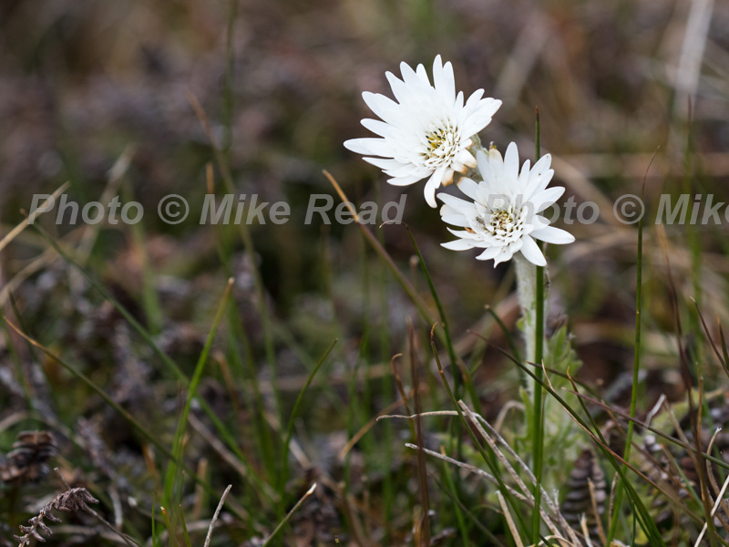 Vanilla daisy Leucheria suaveolens Sealion Island Falkland Islands British Overseas Territory December 2016