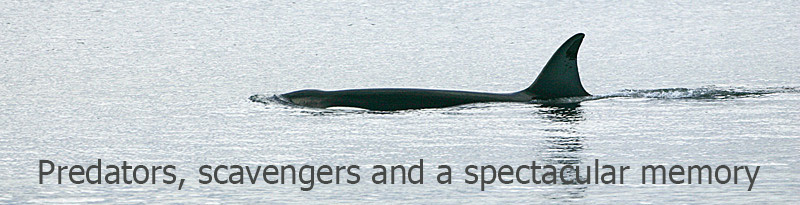 01DD2205 Orca Orcinus orca Falkland Islands