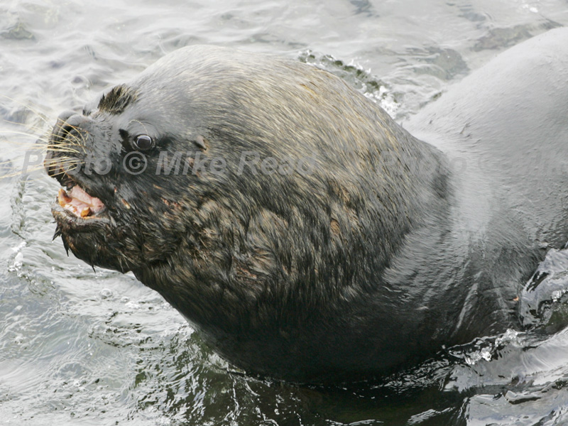 South American sea lion Otaria flavescens male in shallow sea Falkland Islands