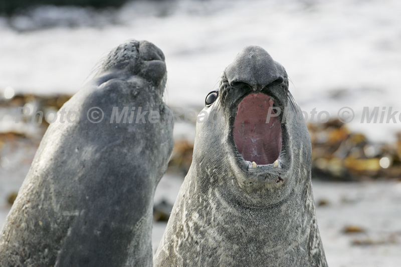 Southern elephant seal Mirounga leonina two males displaying and calling prior to fighting Falkland Islands