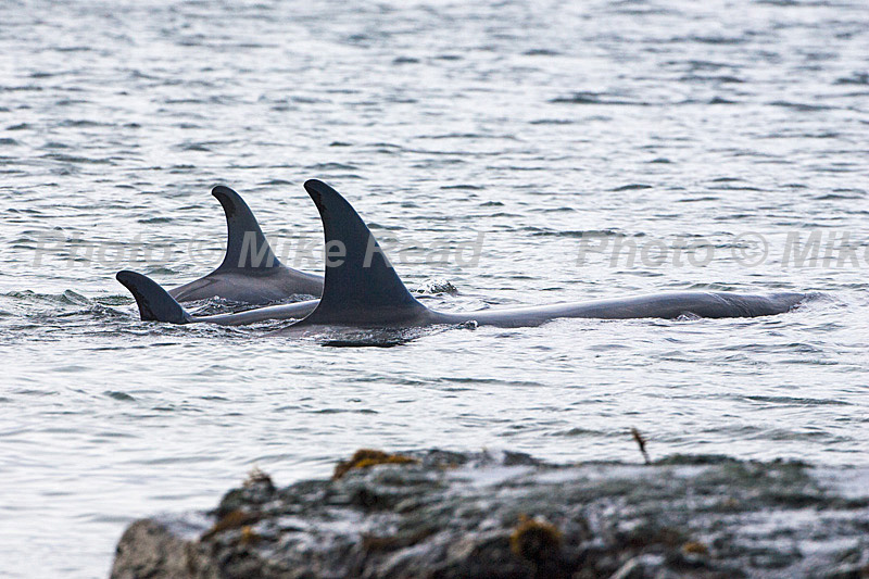 Orca Orcinus orca adults teaching the youngster the dangerous move of hunting seals in a small shallow bay close to shore off Sea Lion Island Falkland Islands