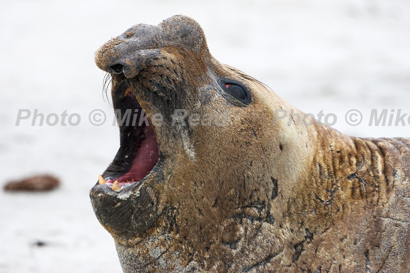 Southern elephant seal Mirounga leonina male territorial calling Sea Lion Island Falkland Islands