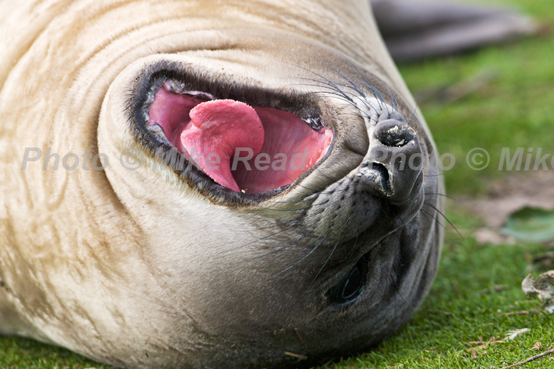 Southern elephant seal Mirounga leonina young yawning Sea Lion Island Falkland Islands