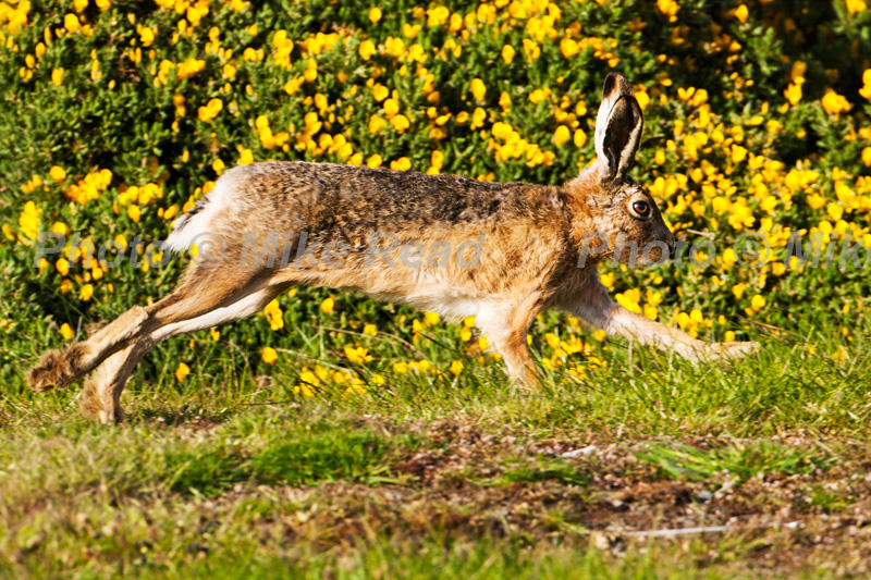 Brown hare Lepus capensis running on grassland past flowering Gorse near Darwin East Falkland Falkland Islands