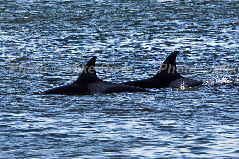 Killer whale Orcinus orca two females swimming off-shore Sea Lion Island Falkland Islands November 2015