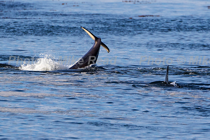 Killer whale Orcinus orca tail slapping offshore Sea Lion Island Falkland Islands November 2015