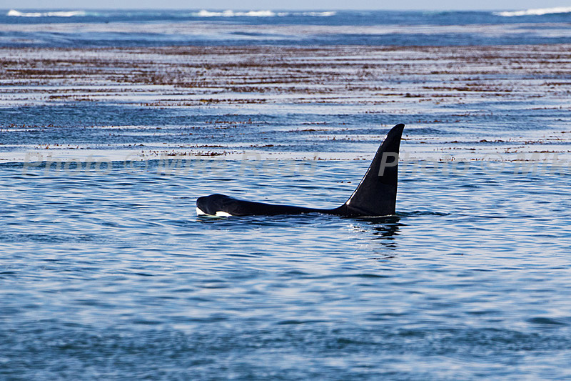 Killer whale Orcinus orca large male swimming offshore Sea Lion Island Falkland Islands November 2015