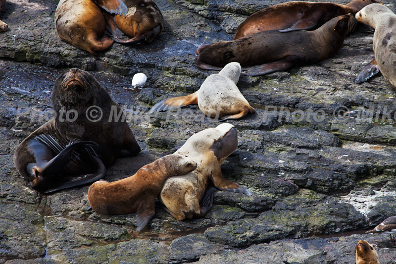 South American sea lion Otaria flavescens group resting on rocks Bleaker Island Falkland Islands November 2015