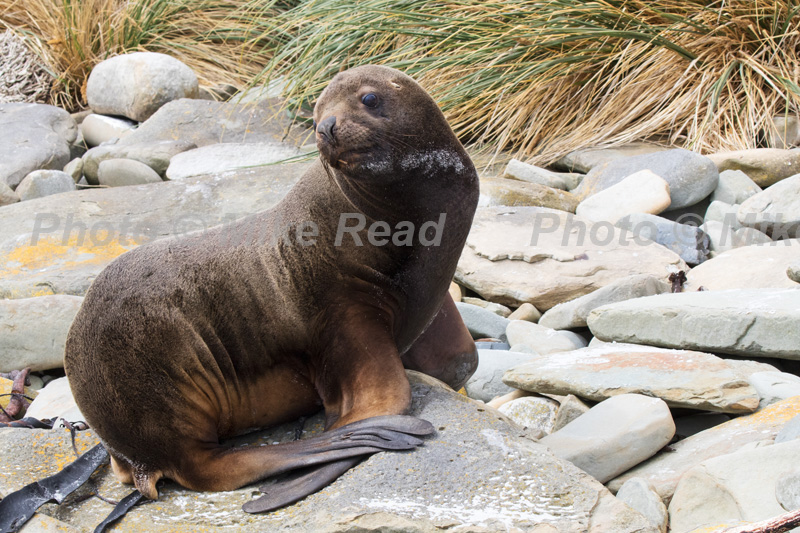 Southern sea lion Otaria flavescens female on a beach amongst rocks with Tussac grass Poa flabellata beyond Sealion Island Falkland Islands British Overseas Territory December 2016