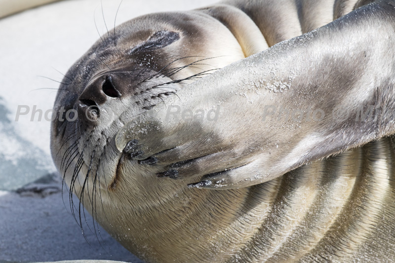 Southern elephant seal Mirounga leonina young resting on a beach scratching its chin Sealion Island Falkland Islands British Overseas Territory December 2016
