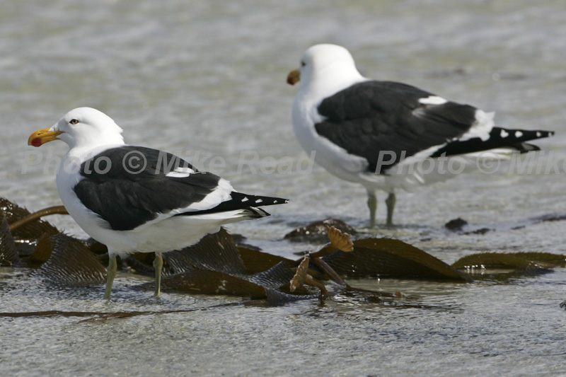 Kelp gull Larus dominicanus two in shallow water at the edge of the sea Falkland Islands