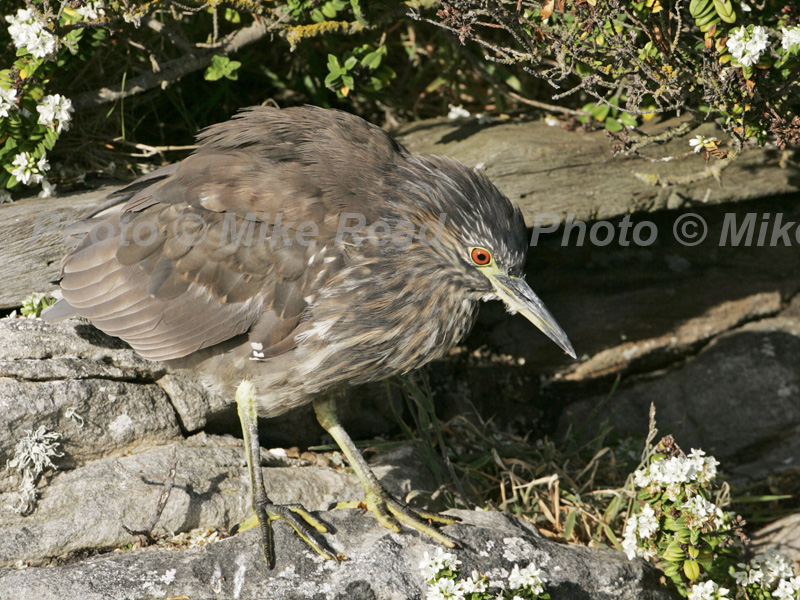 Black-crowned night heron Nycticorax nycticorax juvenile on rock Falkland Islands