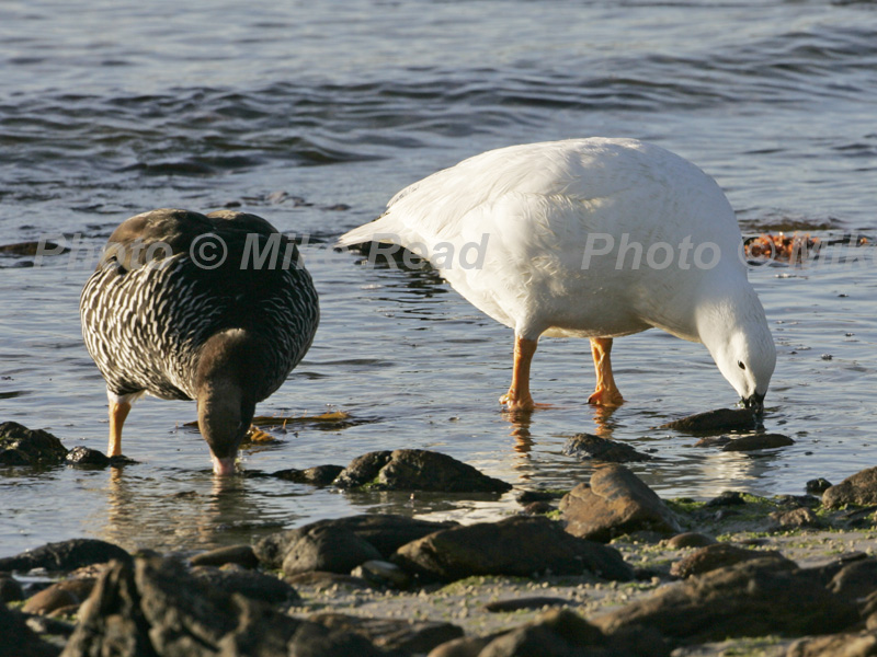 Kelp goose Chloephaga hybrida male with female feeding at the edge of the tide Falkland Islands