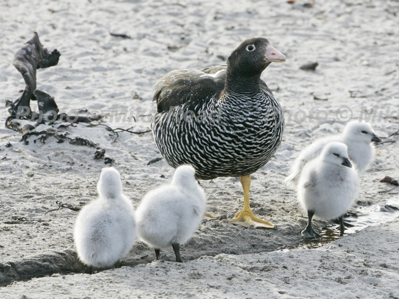 Kelp goose Chloephaga hybrida female bringing four goslings to small freshwater stream to drink Falkland Islands