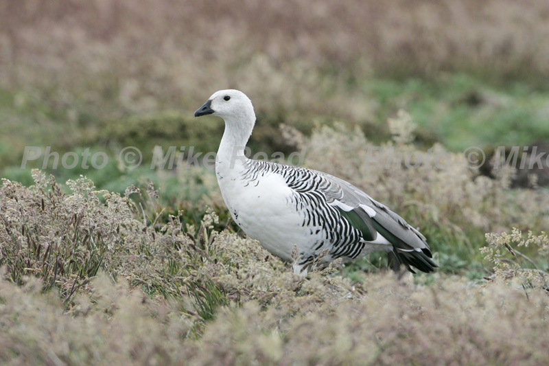 Upland goose Chloephaga picta male in grassland Falkland Islands