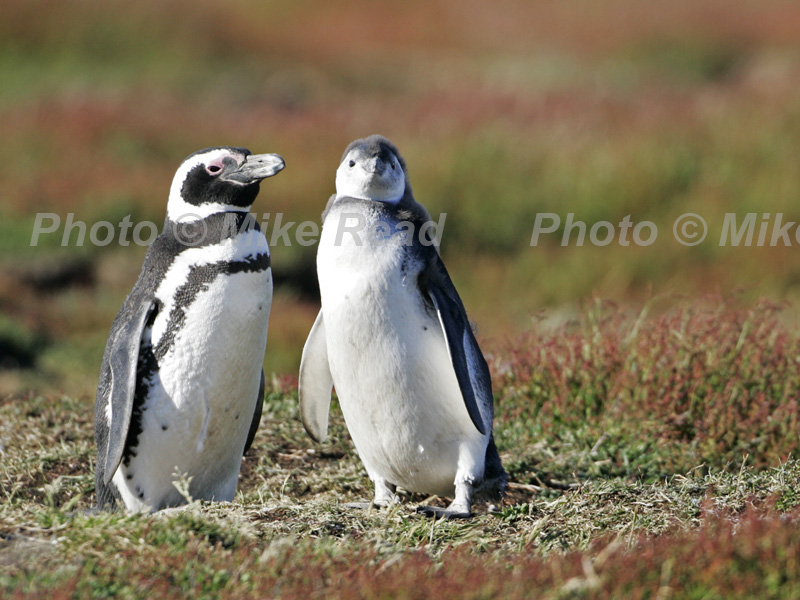 Magellanic penguin Spheniscus magellanicus adult and large chick by nest burrow Sealion Island Falkland Islands