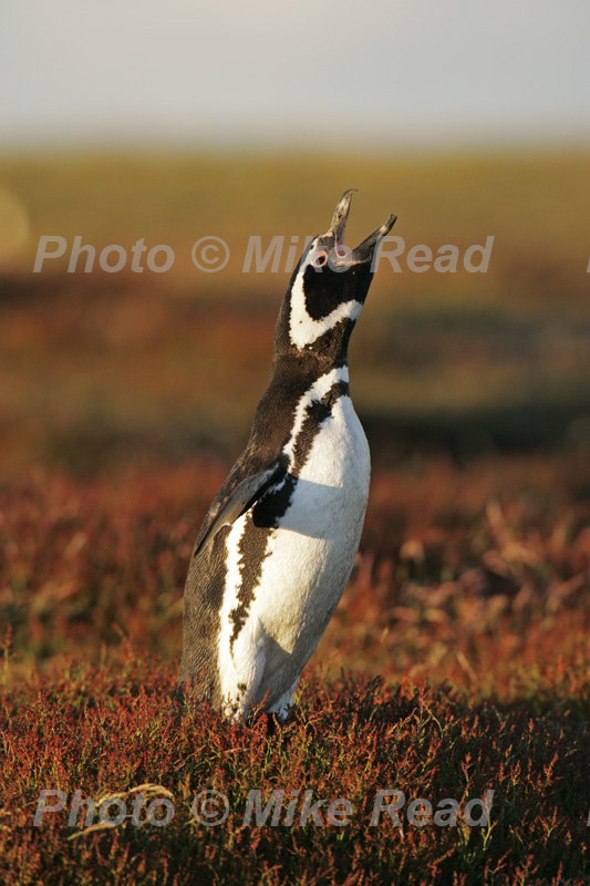 Magellanic penguin Spheniscus magellanicus calling (sounds like a braying donkey) Falkland Islands