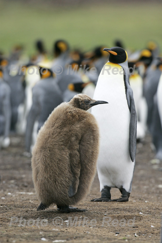 King penguin Aptenodytes patagonicus one-year old juvenile and adult in breeding colony Volunteer Point Falkland Islands