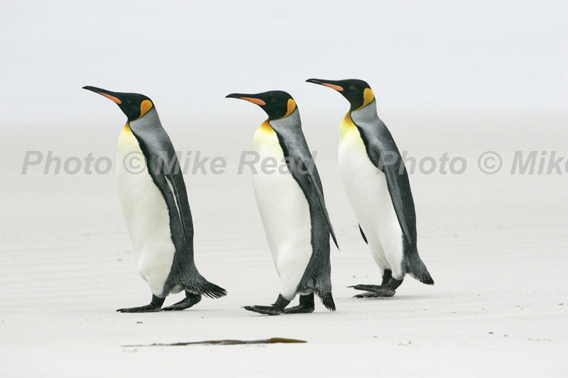 King penguin Aptenodytes patagonicus group of three on beach Volunteer Point Falkland Islands