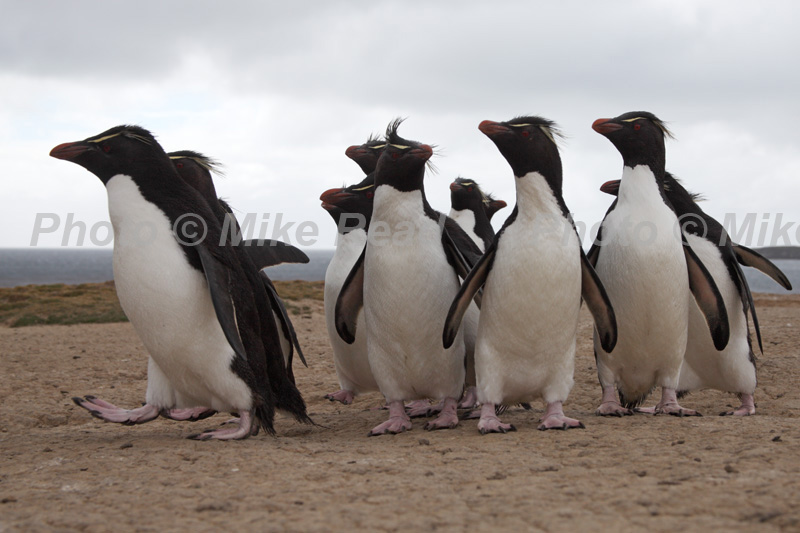 Rockhopper penguin Eudyptes chrysocome walking towards their breeding colony Falkland Islands