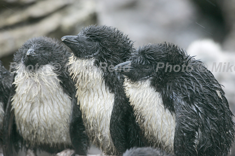 Rockhopper penguin Eudyptes chrysocome three very wet chicks in the rain Falkland Islands