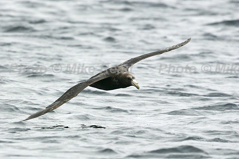 Southern giant petrel Macronectes giganteus in flight over the sea Falkland Islands