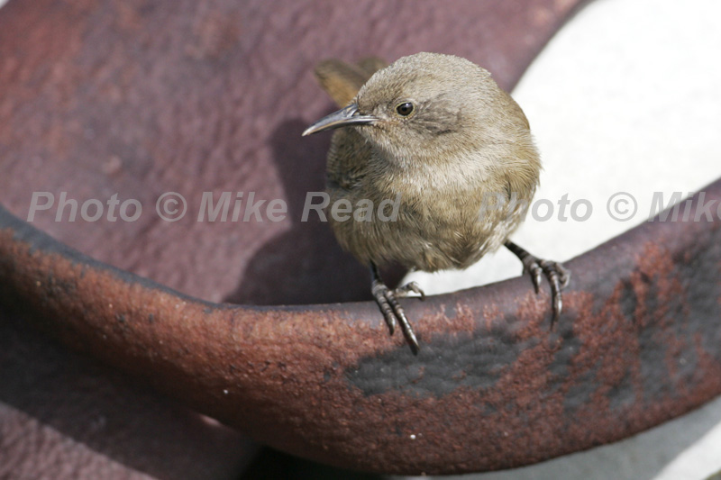 Cobb's wren Troglodytes cobbi endemic to the Falklands, among seaweed on shore Sealion Island Falkland Islands