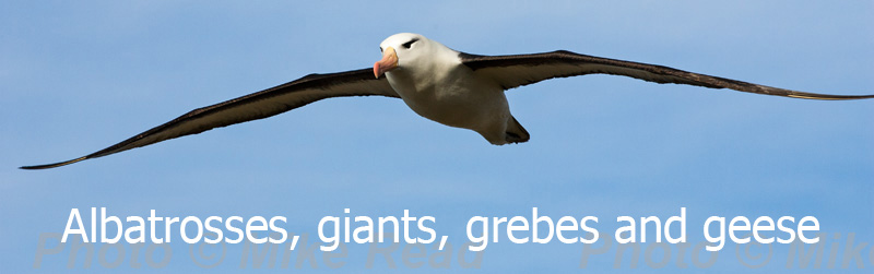02AD7875 Black-browed albatross Thalassarche melanophrys in flight over the sea Saunders Island Falkland Islands