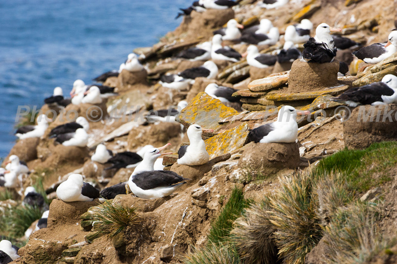 Black-browed albatross Thalassarche melanophrys part of a huge nesting colony Saunders Island Falkland Islands