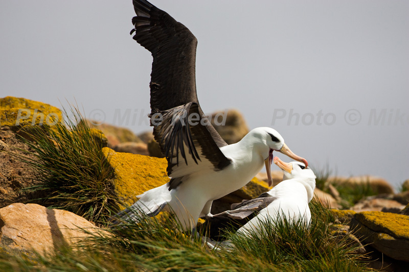 Black-browed albatross Thalassarche melanophrys preparing to take off Saunders Island Falkland Islands