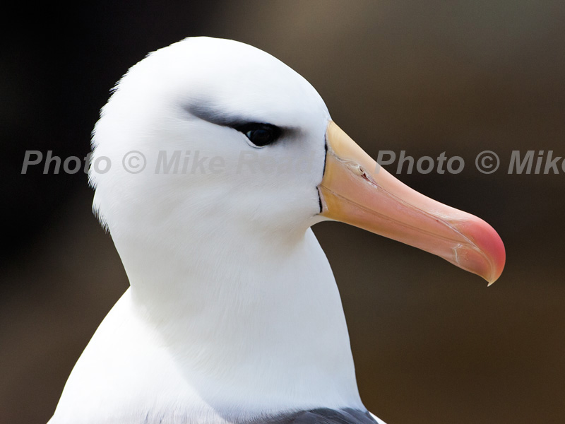 Black-browed albatrossThalassarche melanophrys head close-up Saunders Island Falkland Islands