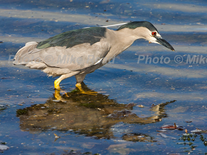 Black-crowned night-heron Nycticorax nycticorax falklandicus Bleaker Island Falkland Islands