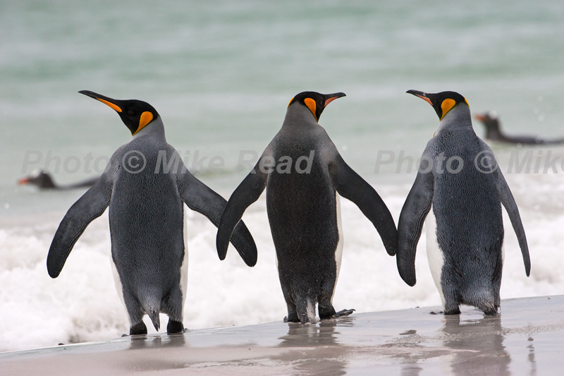 King penguin Aptenodytes patagonicus adults about to go out to feed Volunteer Point East Falkland Falkland Islands