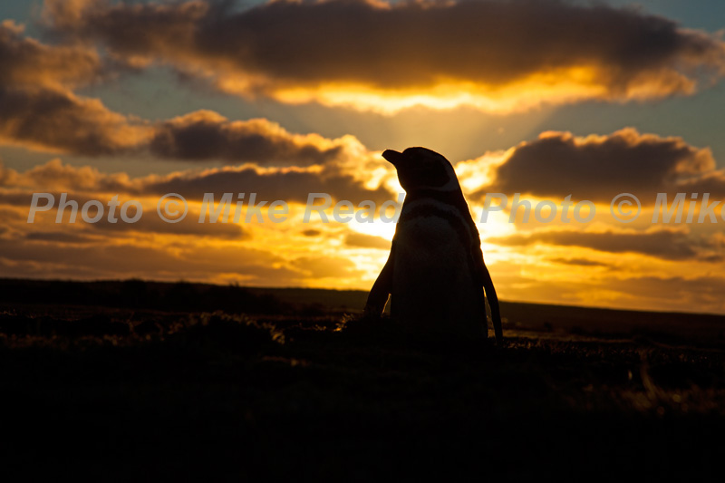 Magellanic penguin Spheniscus magellanicus silhouetted at sunset Sea Lion Island Falkland Islands