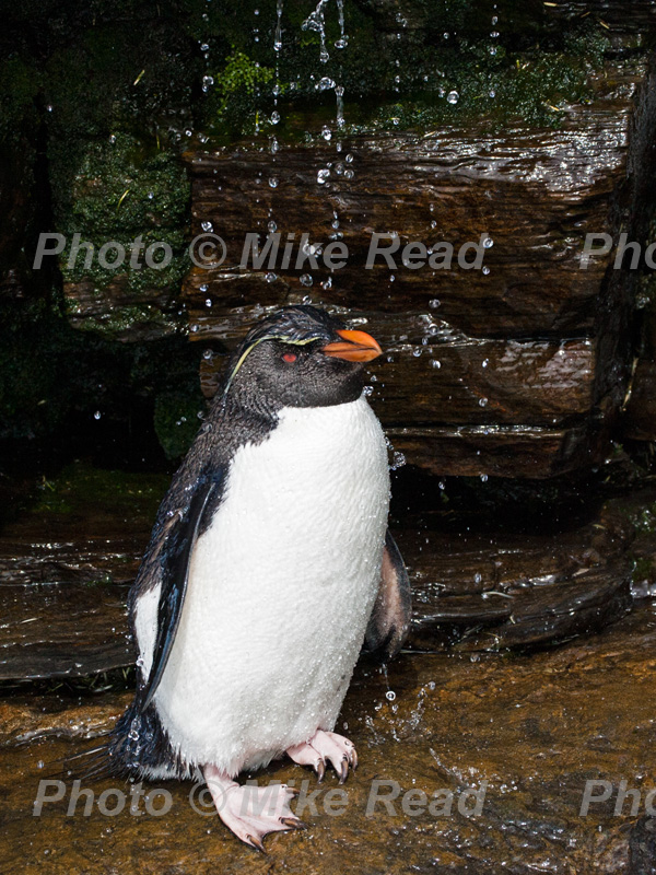Rockhopper penguin Eudyptes chrysocome showering in small waterfall to wash salt from its feathers Saunders Island Falkland Islands