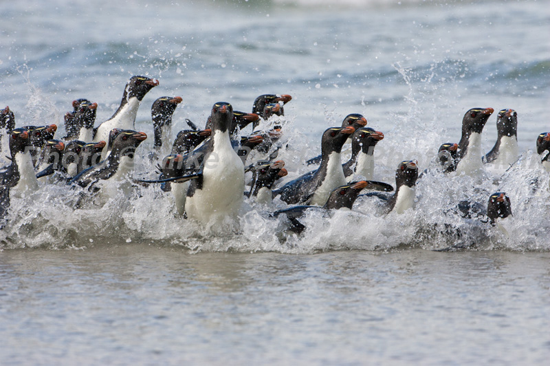 Rockhopper penguin Eudyptes chrysocome group returning to shore and the breeding colony after feeding Saunders Island Falkland Islands