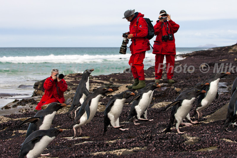 Rockhopper penguin Eudyptes chrysocome and wildlife photographers Saunders Island Falkland Islands