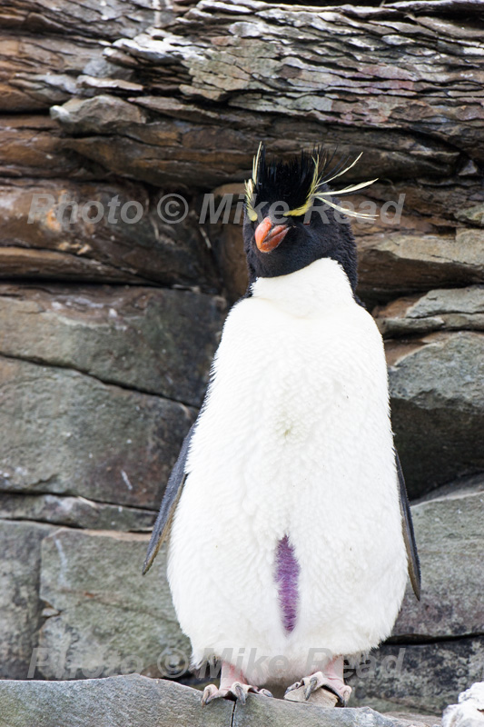 Rockhopper penguin Eudyptes chrysocome showing brood patch Sea Lion Island Falkland Islands