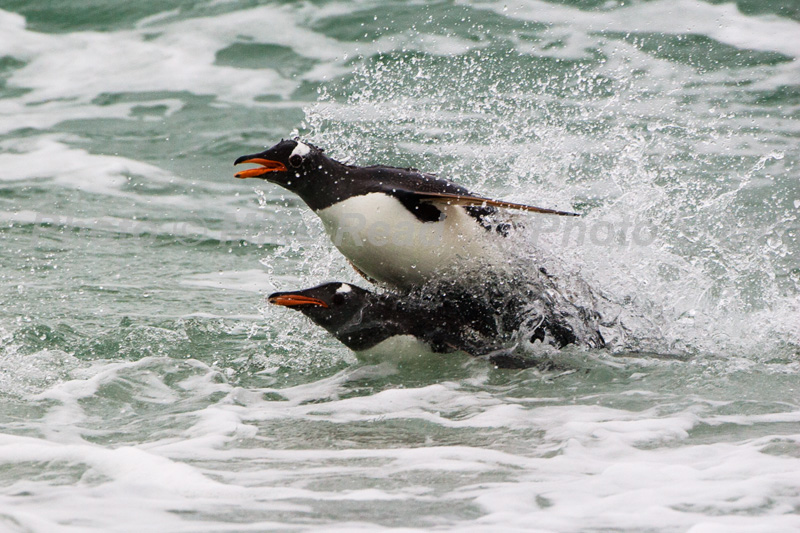 Gentoo penguin Pygoscelis papua rushing out of the sea to avoid predators Volunteer Point East Falkland Falkland Islands