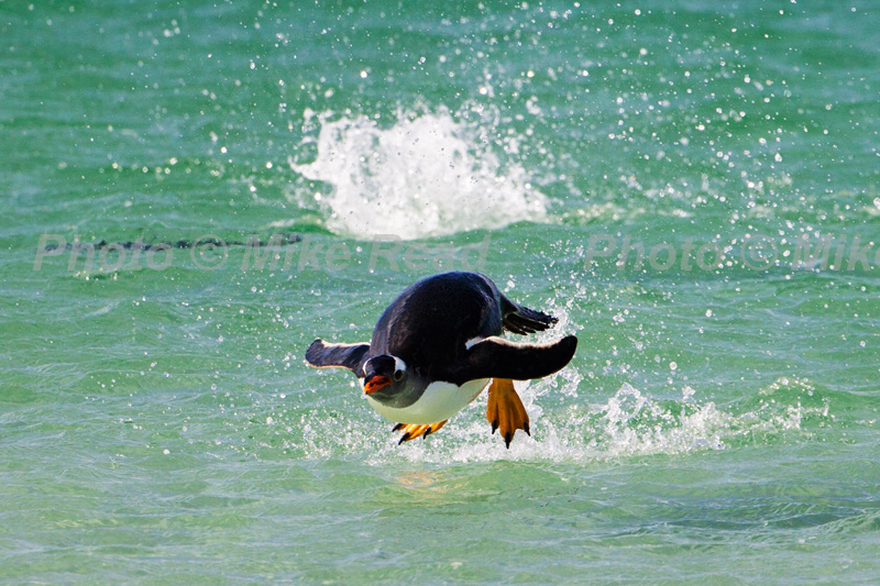 Gentoo penguin Pygoscelis papua porpoising through the sea to avoid predators as it approaches land Bleaker Island Falkland Islands